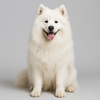 Самоїд Самоїд